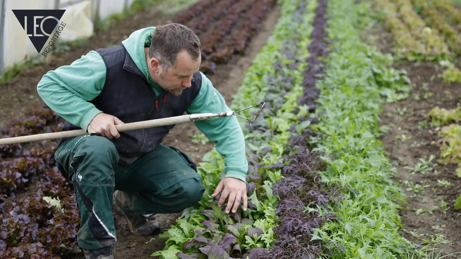 Simon Rauch bei der Arbeit im Gewächshaus auf seinem Biohof. (Bild: Lea Zirkelbach)