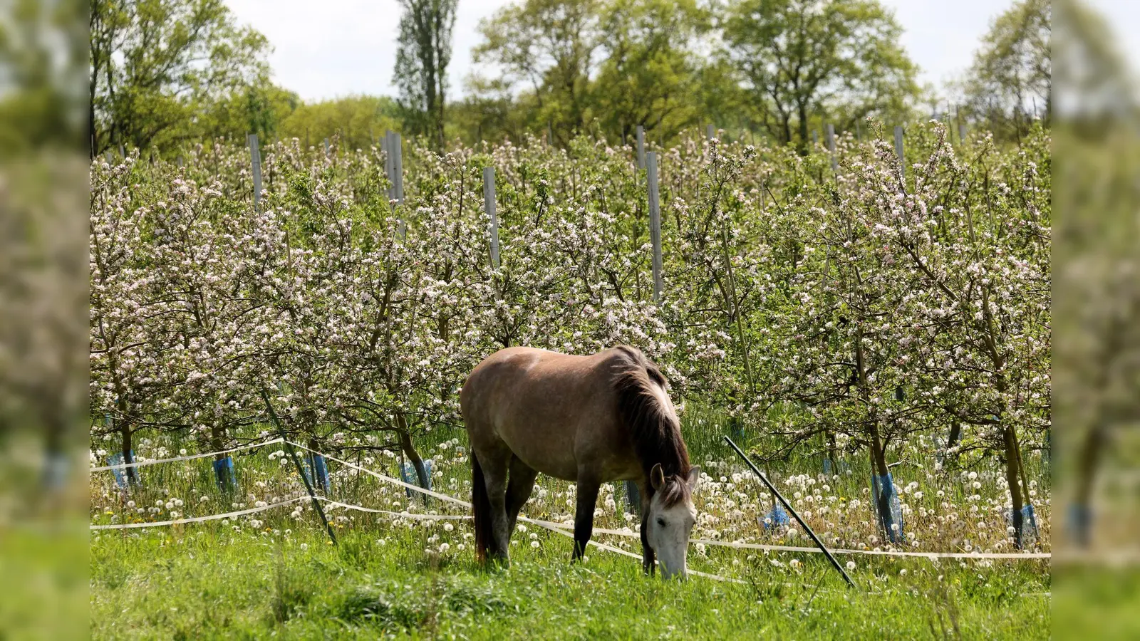 Beim Anbinden eines Pferdes ist eine 12-Jährige in Neunburg vorm Wald schwer verletzt worden. (Symbolbild: Bernd Wüstneck/dpa/Symbolbild)