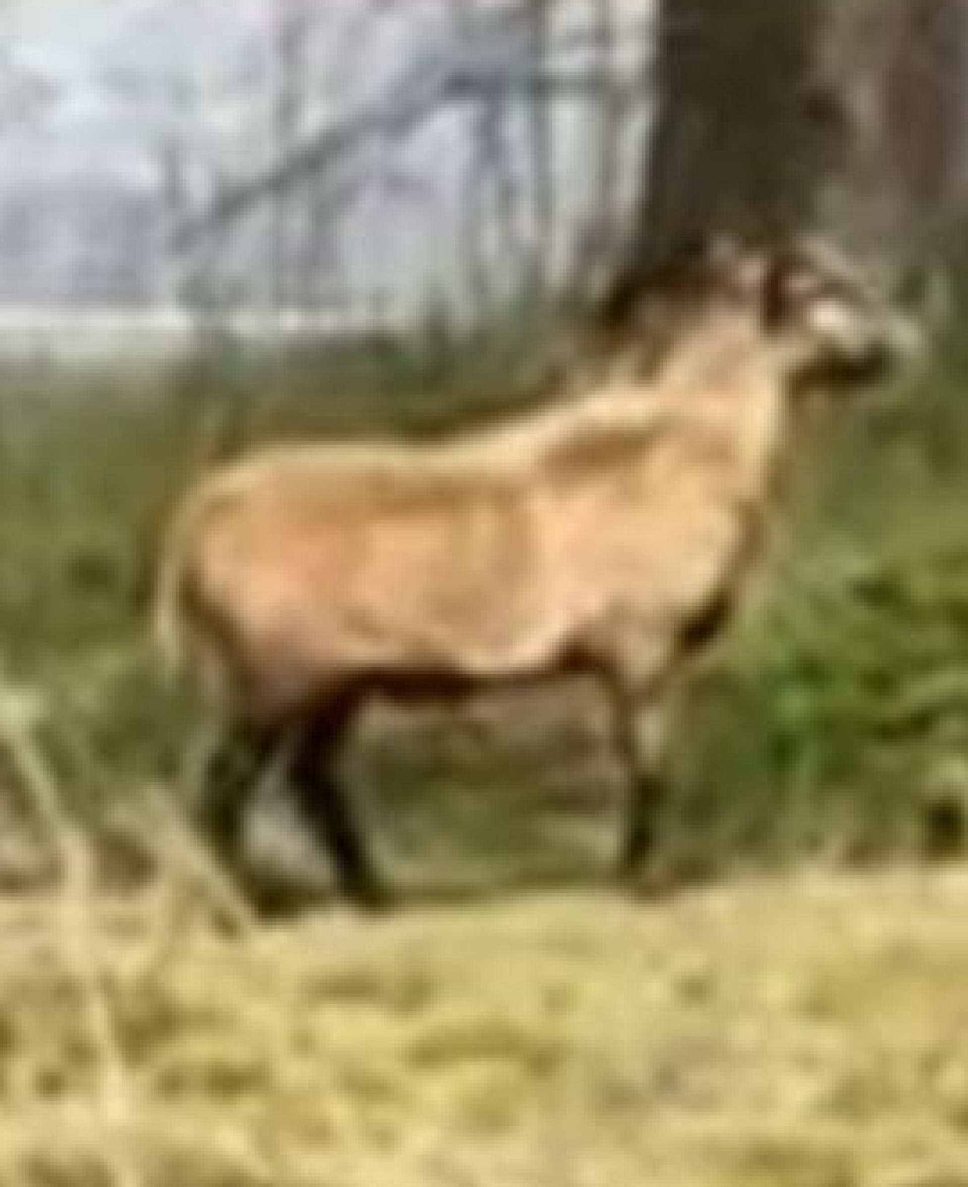 Das herumirrende Kamerunschaf ist an der B 303 unterwegs.  (Bild: Polizeiinspektion Wunsiedel )