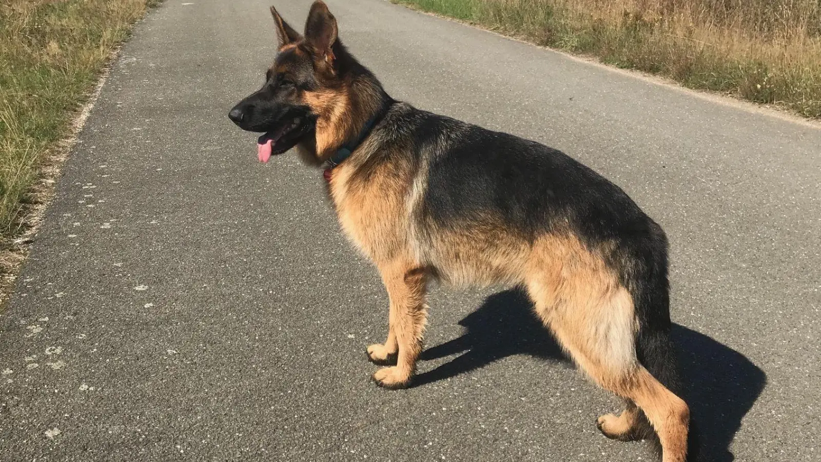 In Altenhammer haben Dorfbewohner vor einem Schäferhund Angst. (Symbolbild: Federl/exb)