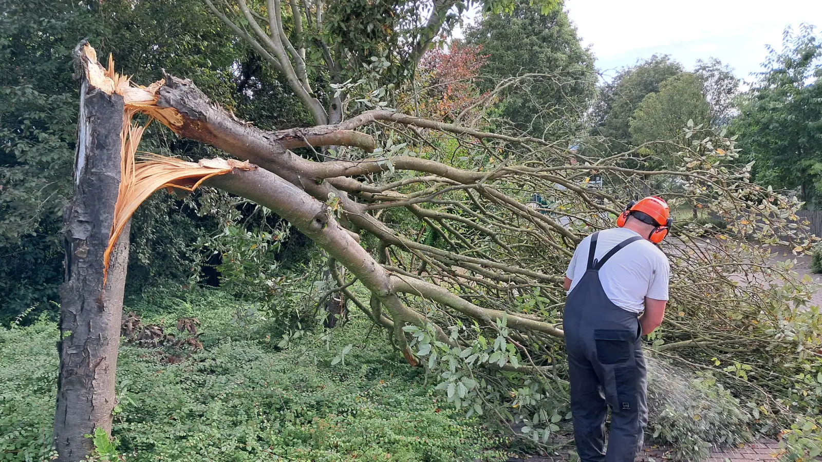 Ein Unwetter mit starken Böen hat am Dienstag an der Böhmerwaldstraße einen Mehlbeerbaum umgeknickt. Städtische Arbeiter beseitigen am nächsten Morgen das Hindernis. (Bild: Thomas Schaller)