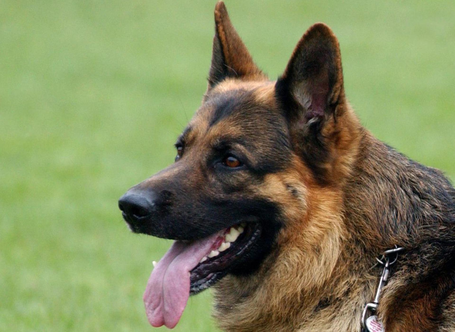 Ein Hund war am Samstagvormittag frei laufend auf der A93 unterwegs. (Symbolbild: Patrick Pleul/dpa)