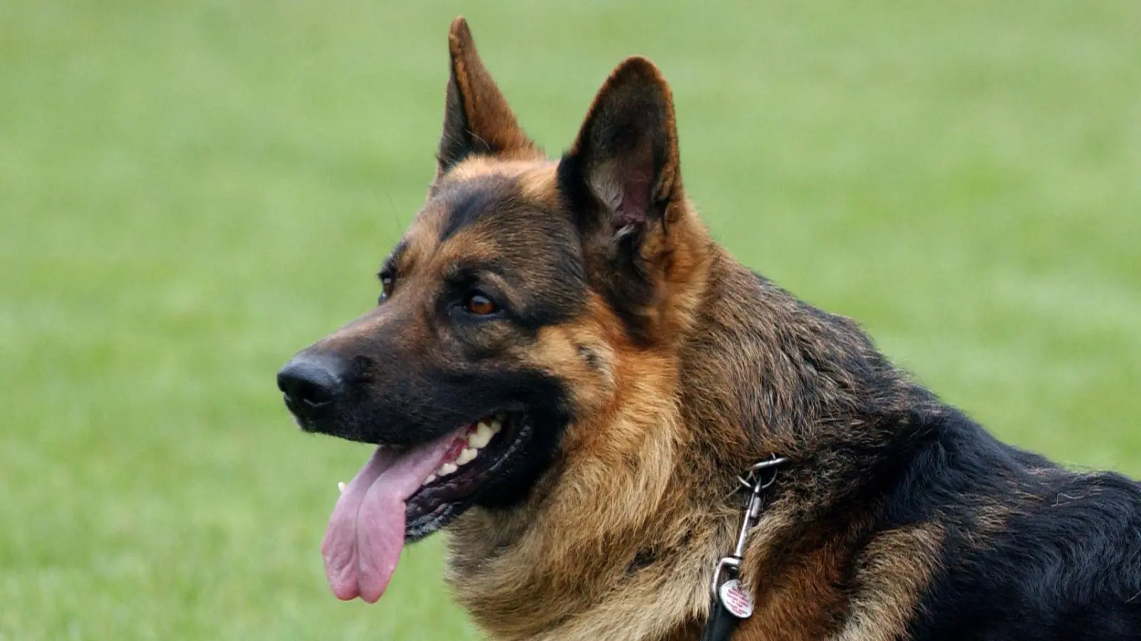 Ein Schäferhund soll einer Frau in Hütten ein Stück eines Ohres abgebissen haben. Die Polizei Weiden ermittelt gegen einen Hundehalter. (Symbolbild: Patrick Pleul/dpa)