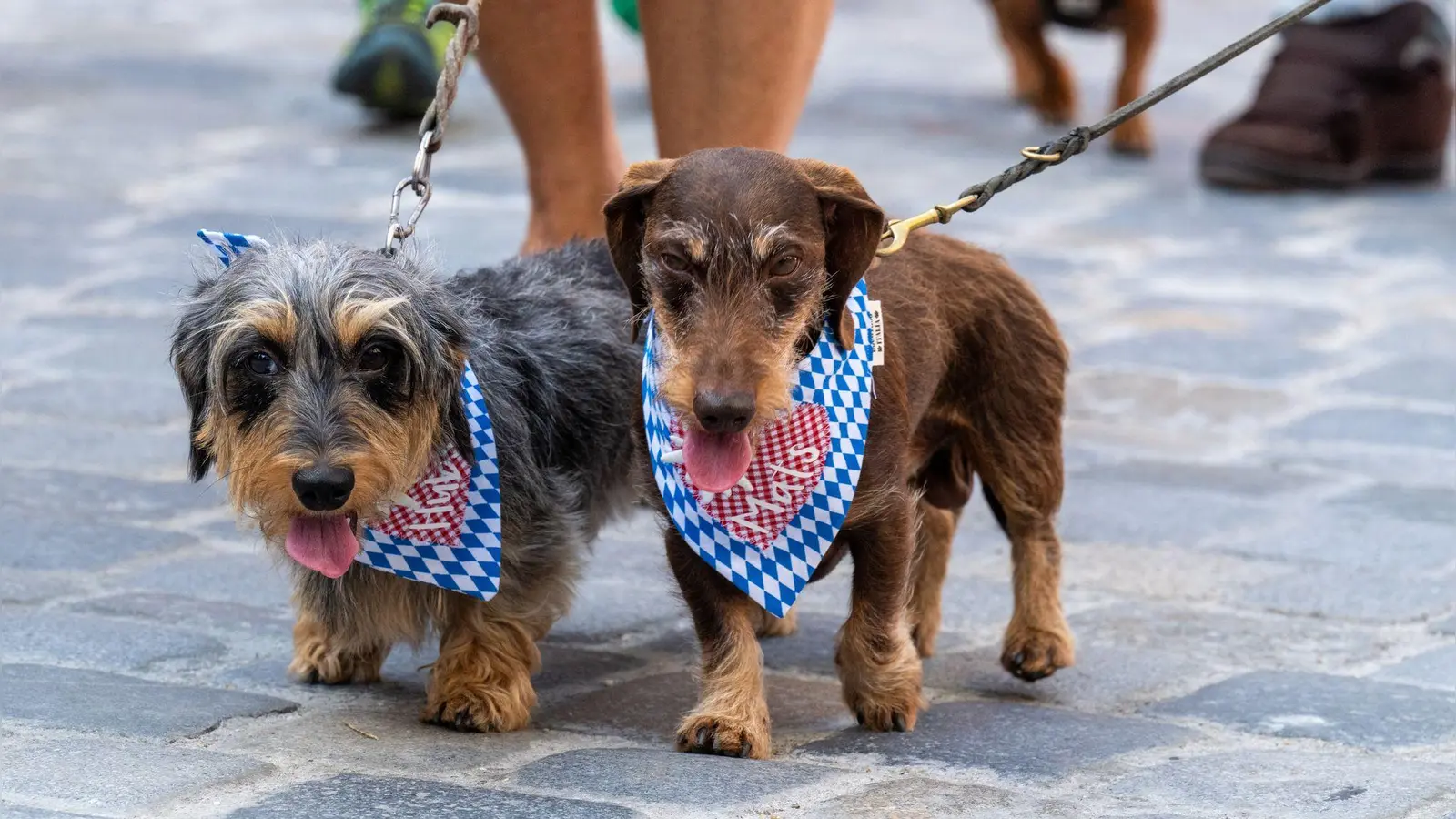 Zwei Hunde bei der Dackelparade in Regensburg. (Bild: Armin Weigel/dpa)