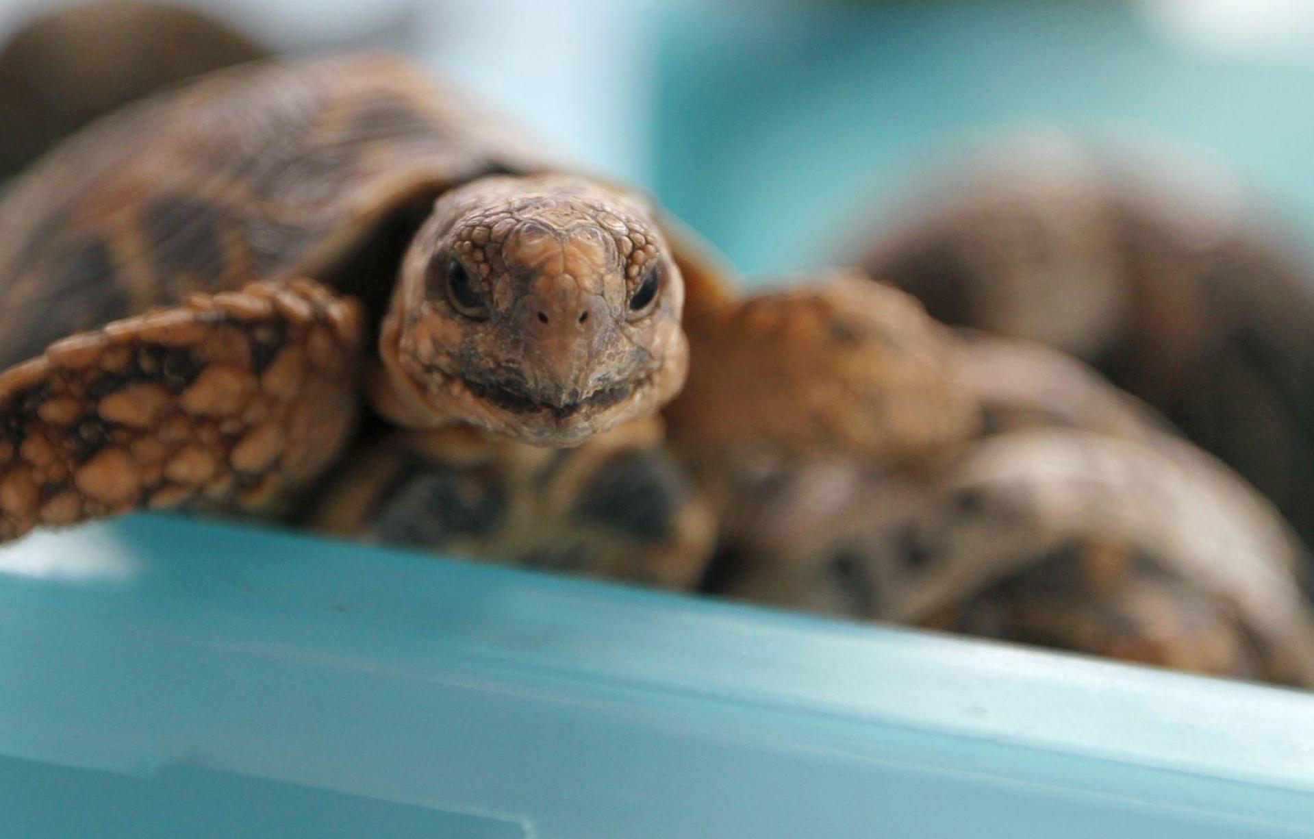 Indische Sternschildkröten sind in Asien wegen ihrer auffälligen Panzerzeichnung sehr beliebt. (Archivbild: picture alliance / dpa)
