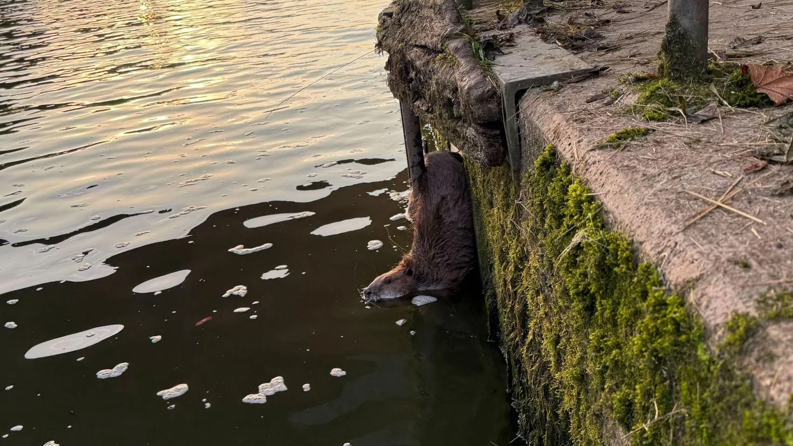  Der Biber steckte mit seinem für den Spalt zu großen Hinterteil fest. (Bild: Alexander Zellner/Feuerwehr Kelheim-Stadt/dpa)