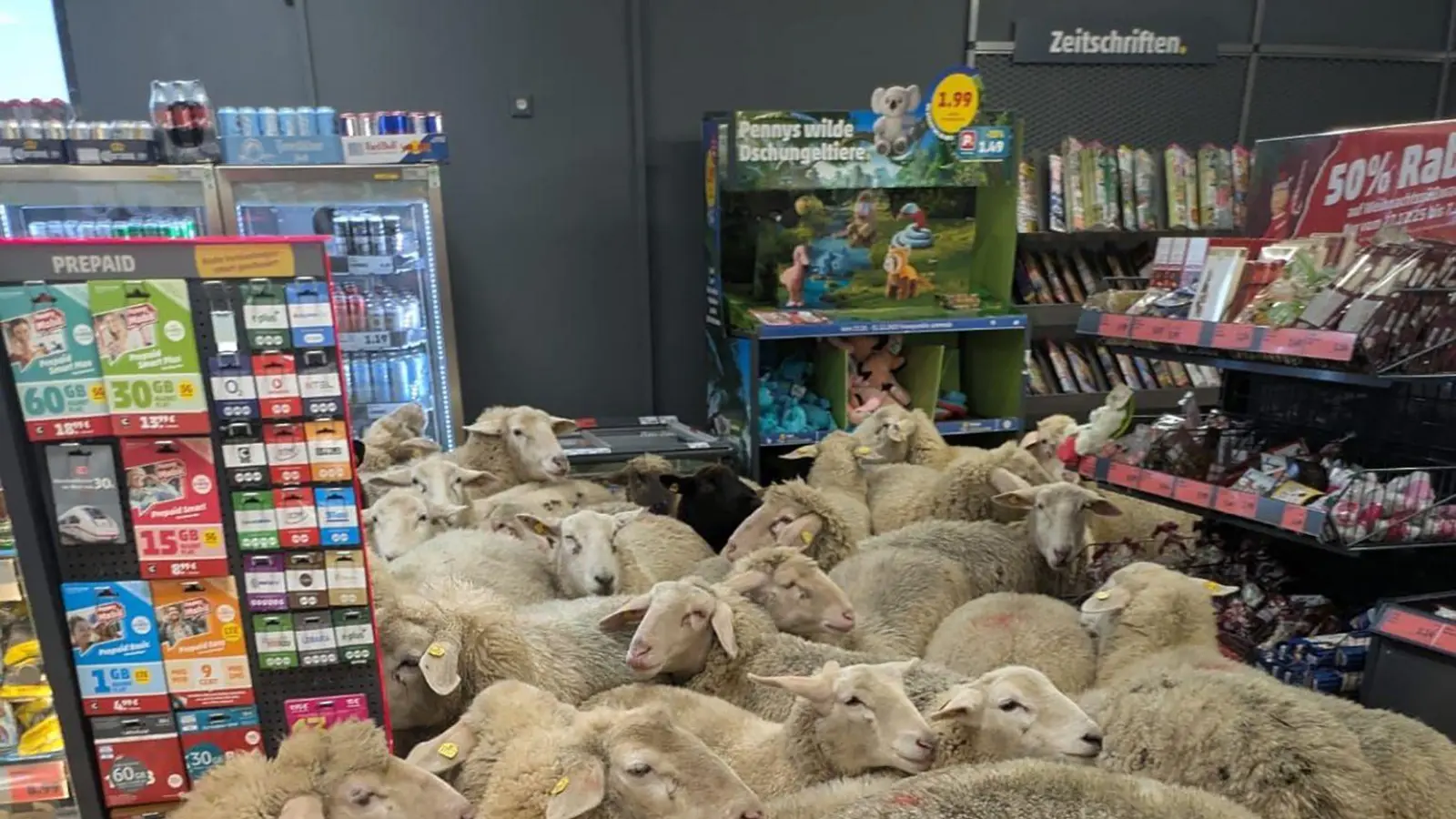 Rund 50 Schafe statteten einem Supermarkt einen Besuch ab - der macht daraus Werbung. (Handout) (Bild: -/REWE Group/dpa)