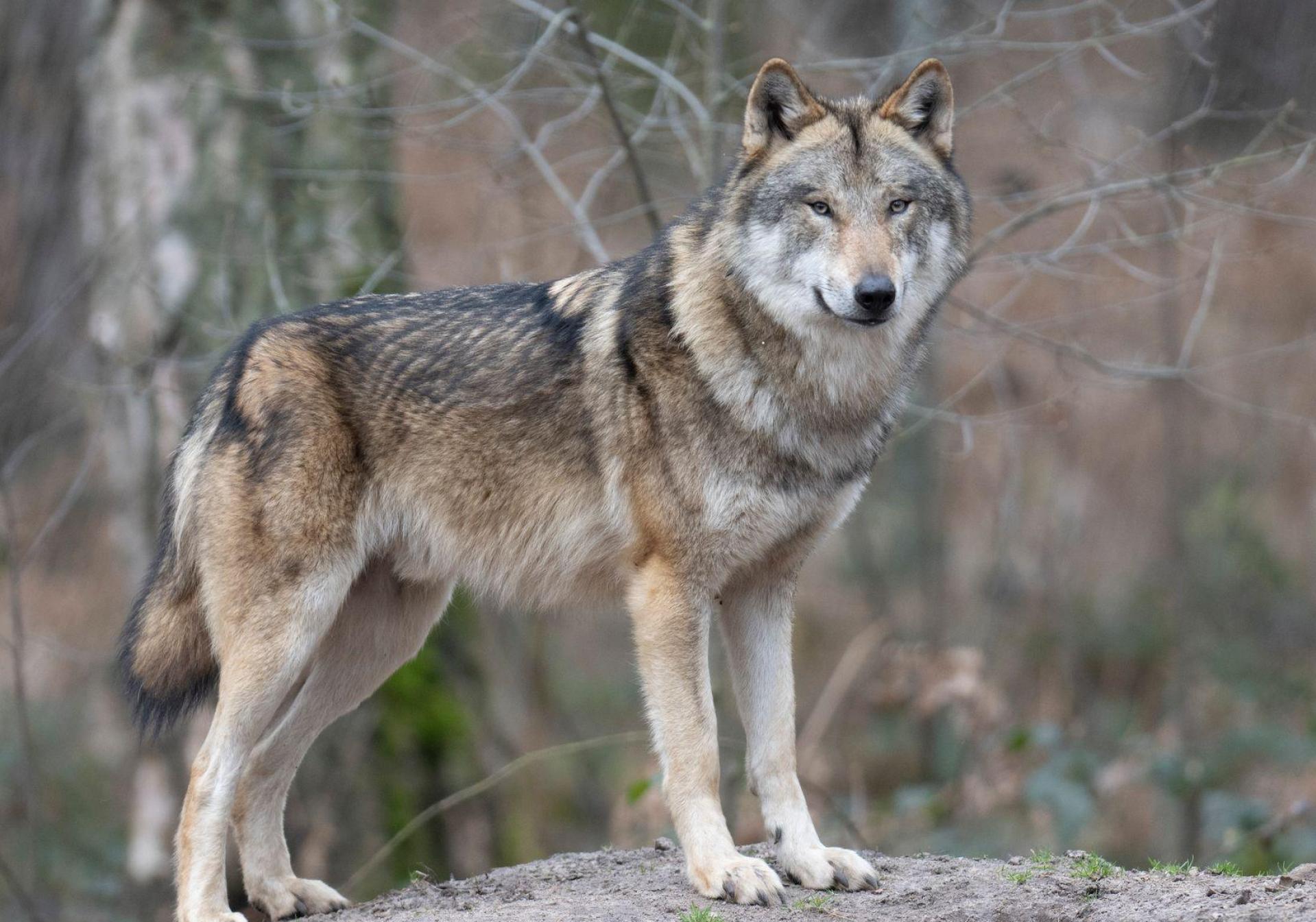 Die Zahl der Wölfe in Europa hat sich binnen zehn Jahren nahezu verdoppelt. (Symbolbild) (Bild: Boris Roessler/dpa)