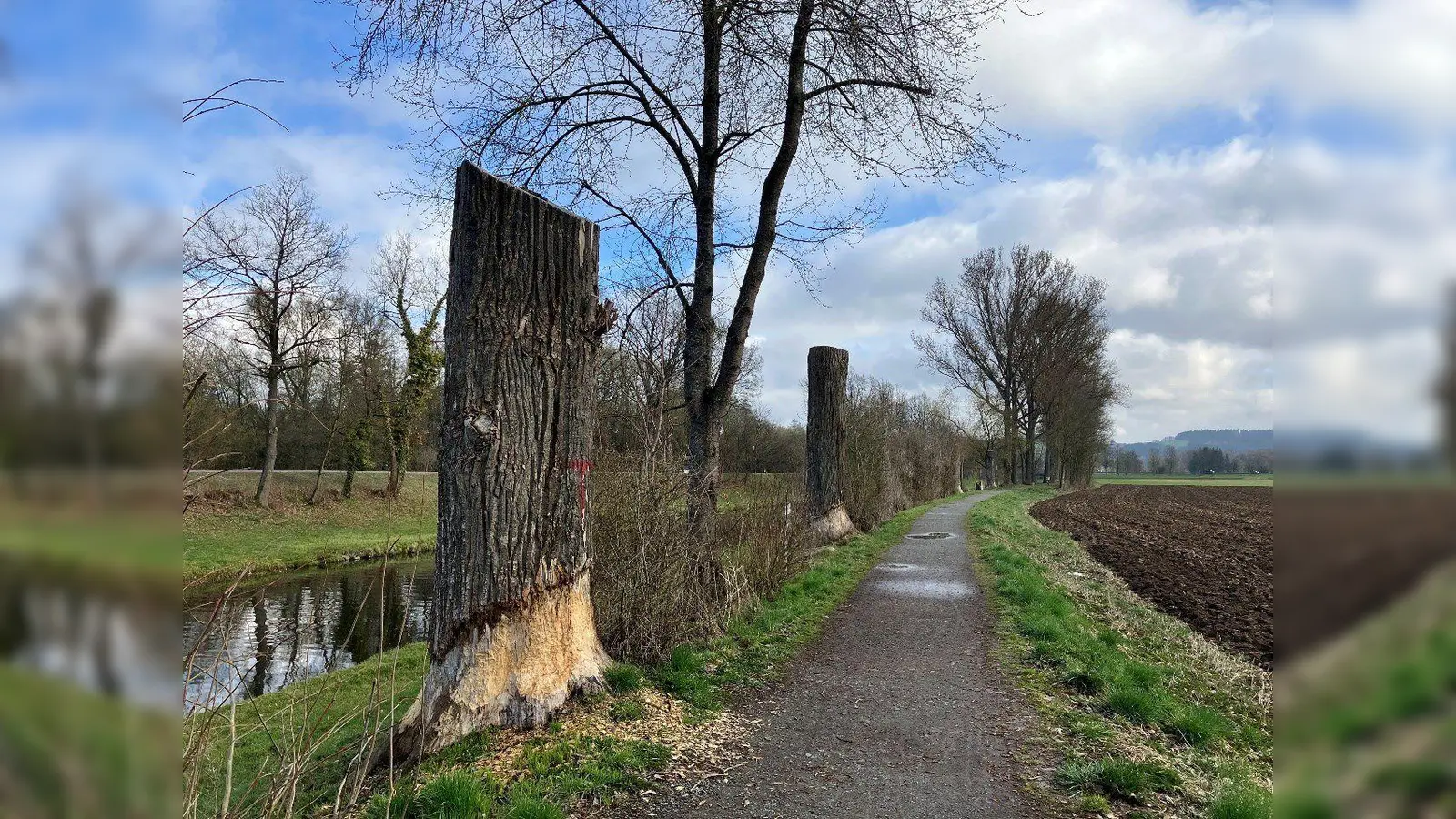 Zwischen den gekappten Hybridpappeln pflanzt das Wasserwirtschaftsamt Weiden nun standortgerechte und klimaresistente Bäume. (Bild: Michael Winkler, Wasserwirtschaftsamt Weiden)