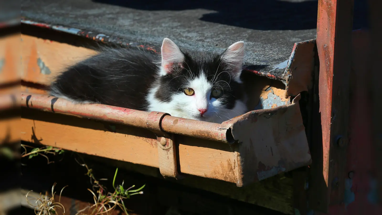 Nicht nur Stallhasen und Hühner wurde am Donnerstag in der Mooslohe beschlagnahmt. Unter den Tieren waren auch Katzen und sogar Listenhunden. (Symbolbild: Karl-Josef Hildenbrand/dpa)