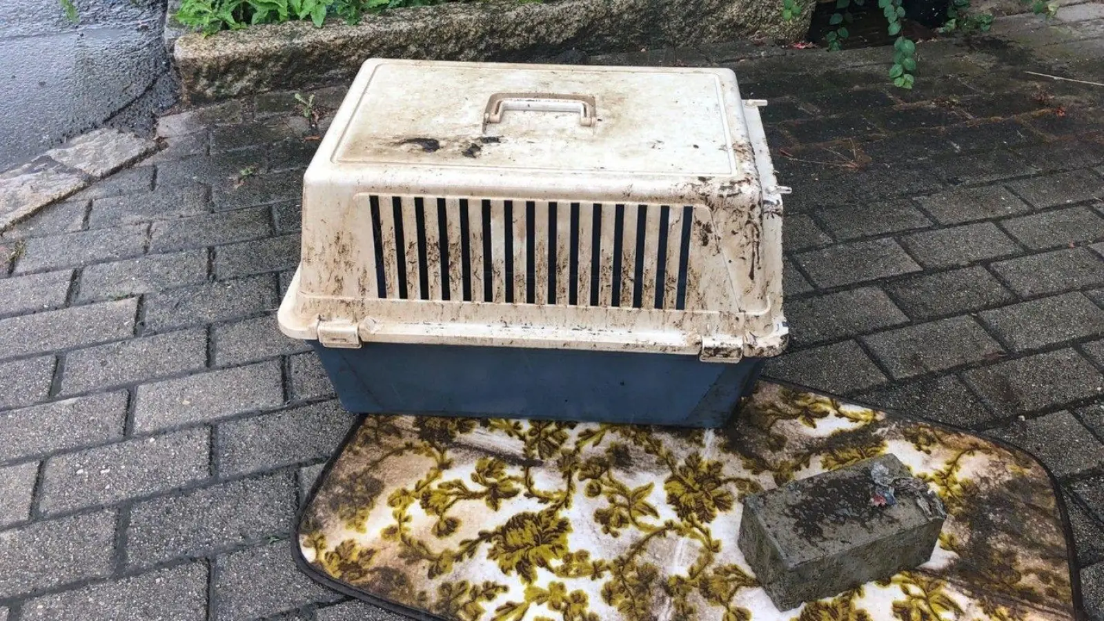 Im Fall der tot aufgefundenen Katze in einer versenkten Transportbox im Stadtmühlbach gibt es weiterhin keine konkreten Hinweise auf den Täter. (Archivbild: Stadt Weiden)