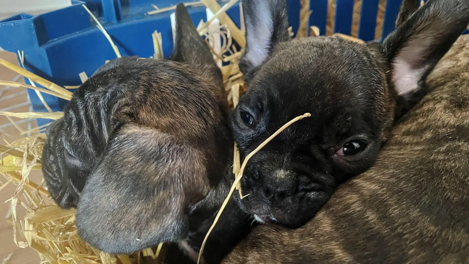 Tierschützer gehen von einer hohen Dunkelziffer beim illegalen Handel mit Welpen aus. (Symbolbild) (Bild: Paul Zinken/dpa)