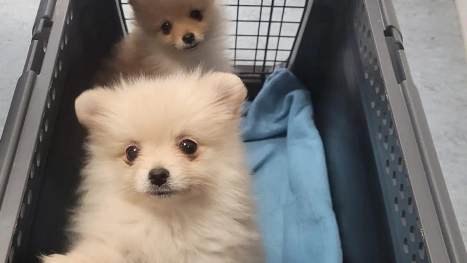 Zwei sichergestellte Hundewelpen sitzen in einer Transportbox. (Bild: Bundespolizeiinspektion Freilassing/dpa)