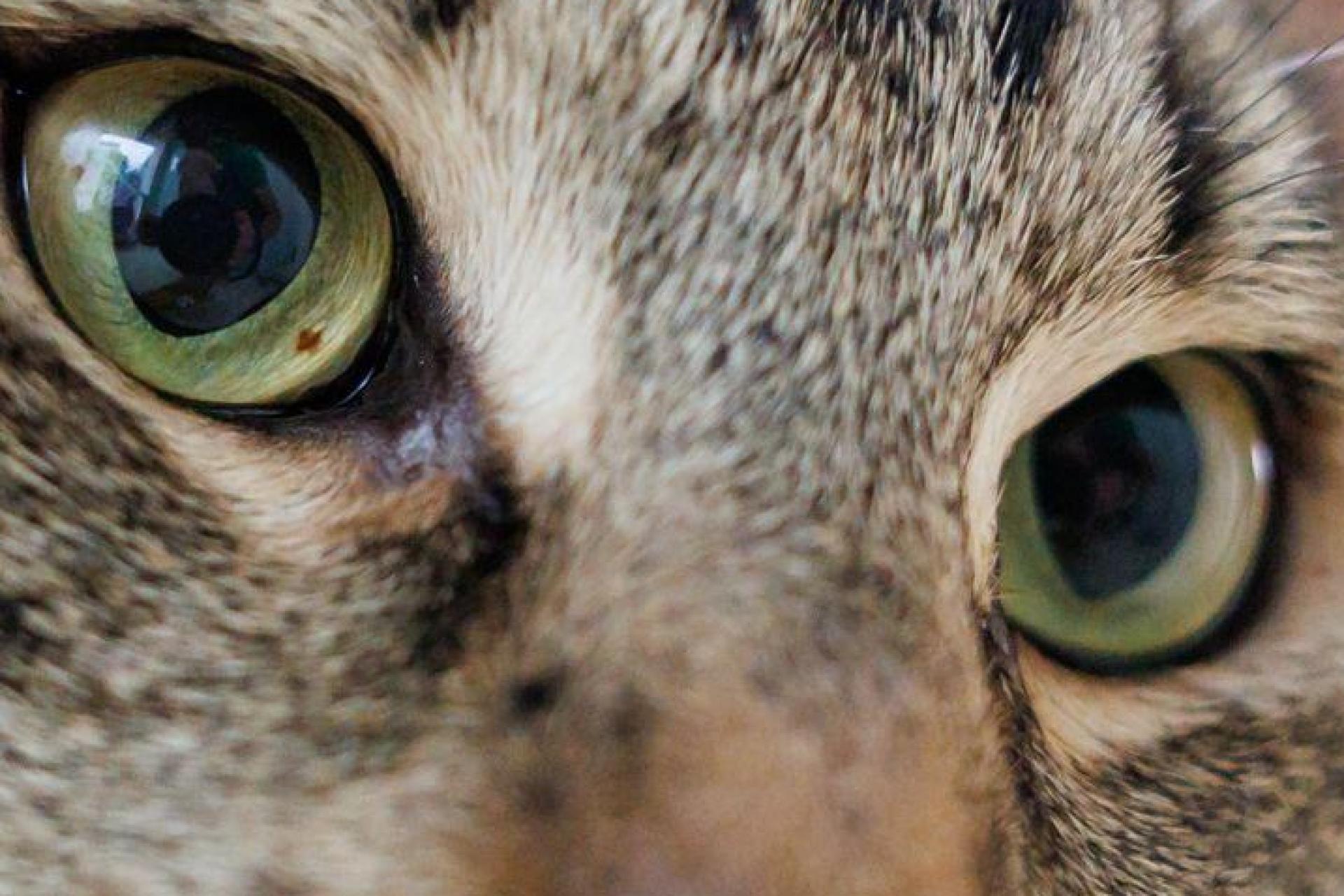 In Eschenbach wurde eine Katze von einem unbekannten Fahrer angefahren. Die Polizei ermittelt und sucht Zeugen. (Symbolbild: Daniel Karmann/dpa)