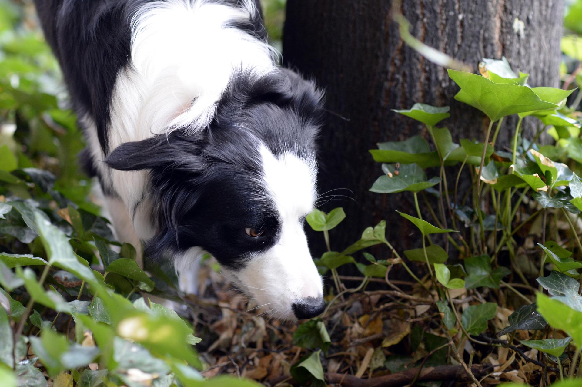 Ein Hund in Weiden verletzte sich an einem möglicherweise präparierten Köder. Die Polizei ermittelt wegen eines Verstoßes gegen das Tierschutzgesetz. (Symbolbild: Maurizio Gambarini)