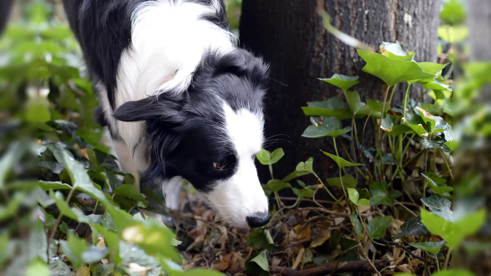 Ein Hund in Weiden verletzte sich an einem möglicherweise präparierten Köder. Die Polizei ermittelt wegen eines Verstoßes gegen das Tierschutzgesetz. (Symbolbild: Maurizio Gambarini)