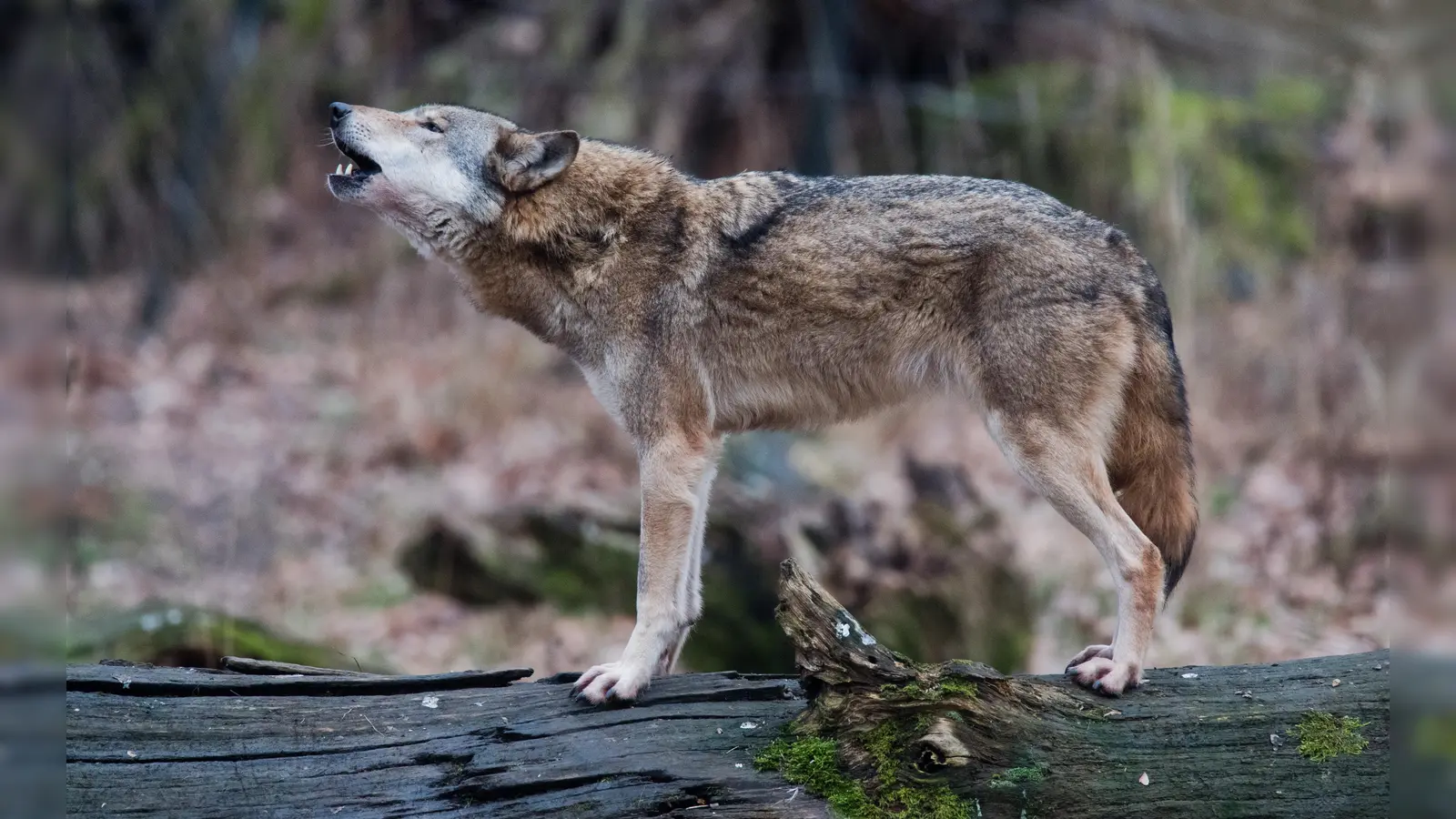 Ein Wolf (Canis lupus lupus) steht heulend in einem Gehege auf einem Baumstamm. Schon seit Jahren gibt es Sichtungen im Landkreis Schwandorf. Nun sind zwei Wölfe bei Verkehrsunfällen getötet worden. (Bild: Julian Stratenschulte/dpa)