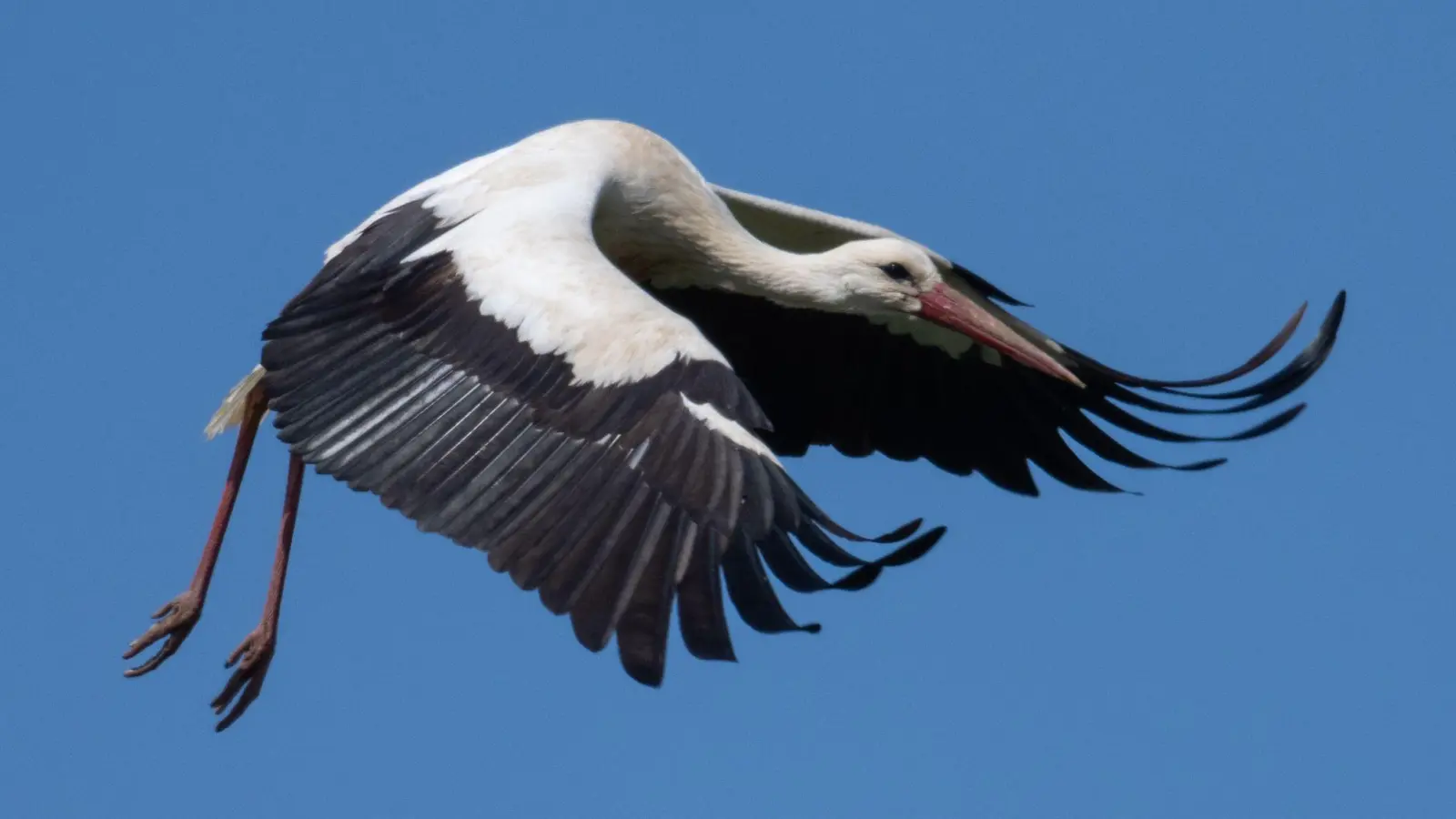 Der Vogel kam wohl mit dem Schrecken davon. (Symbolbild: Boris Roessler/dpa)