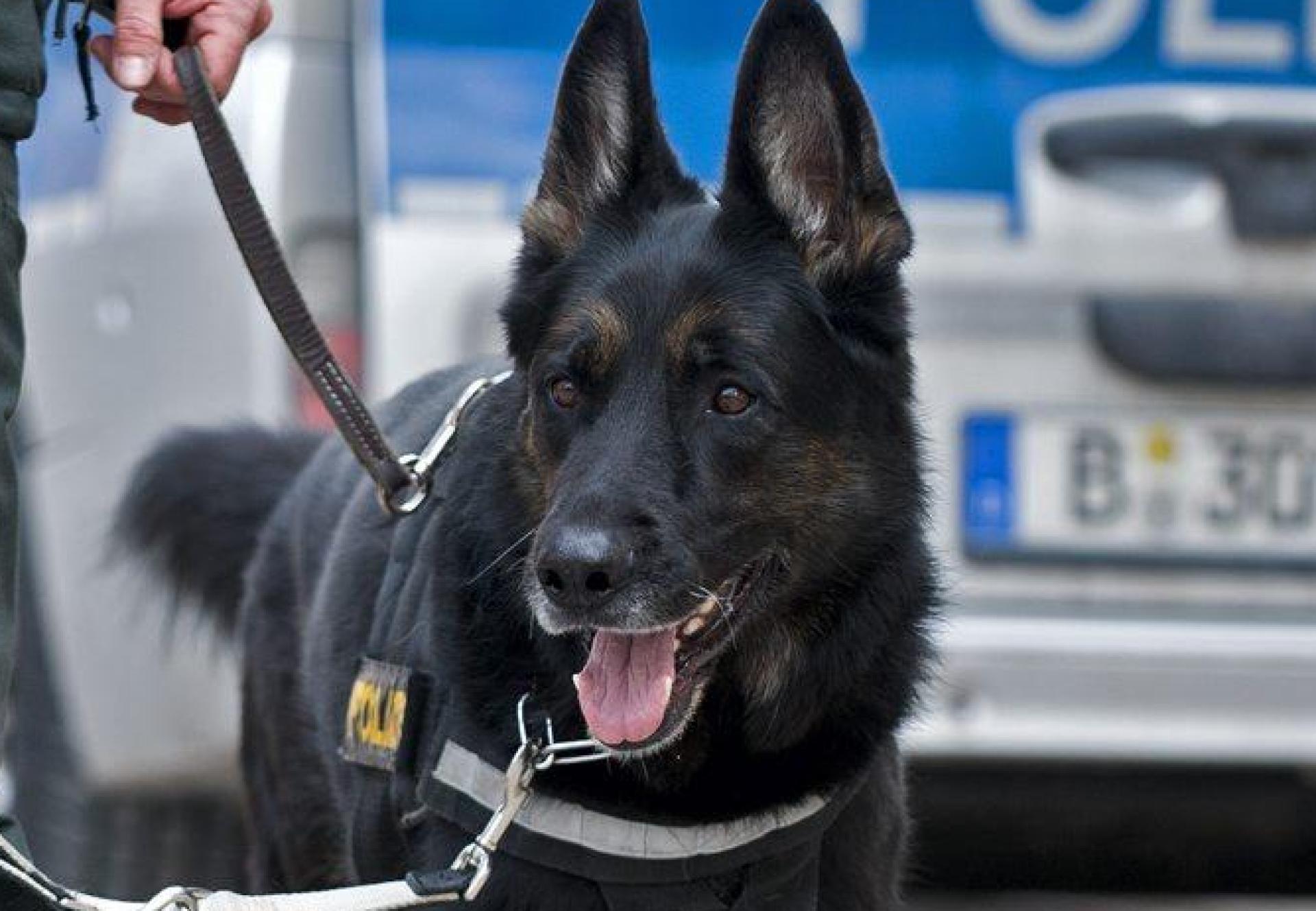 Die Polizei suchte in Bad Kötzting unter anderem mit Hunden nach einem vermissten Mädchen.  (Symbolbild: Jan-Philipp Strobel/dpa)