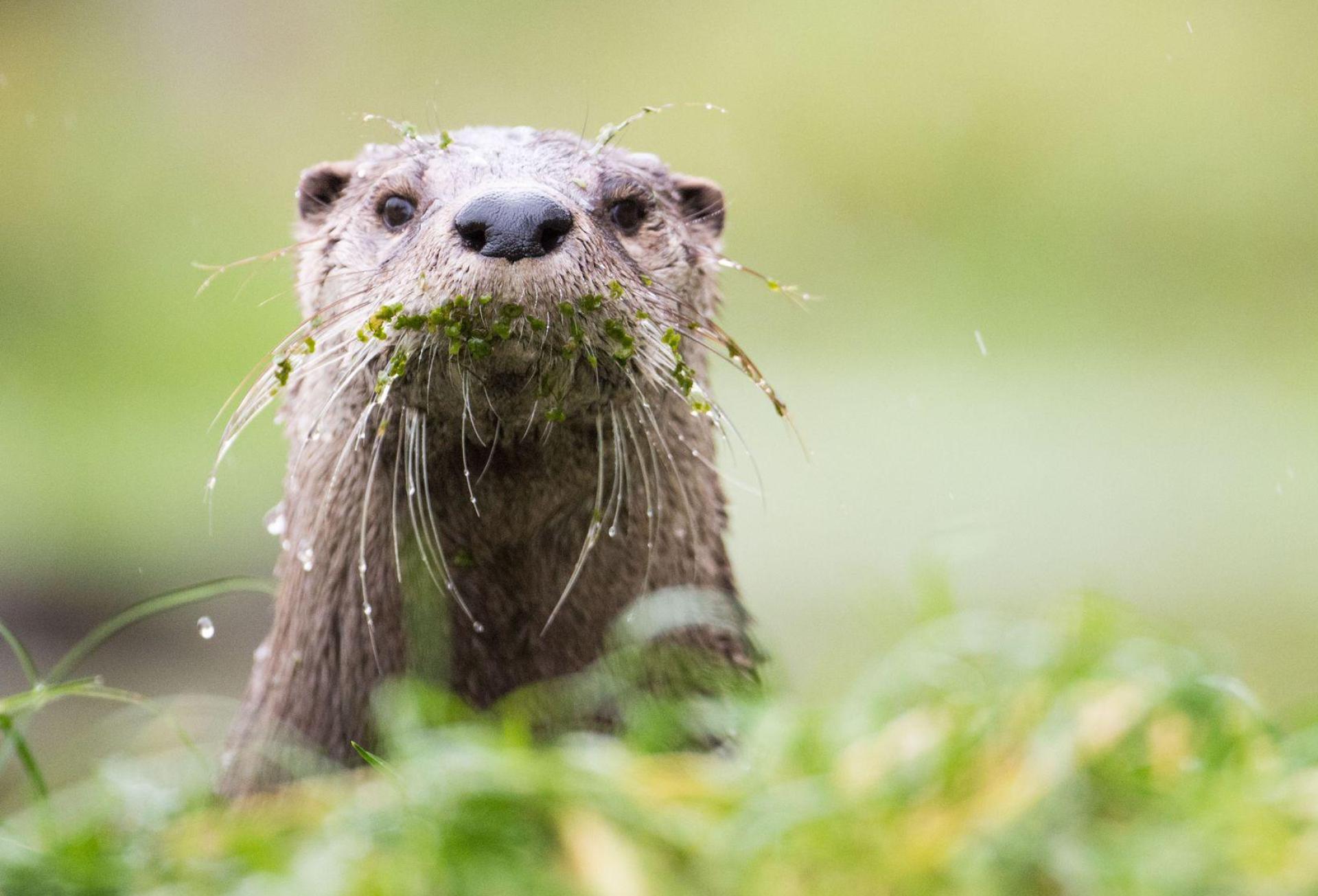 Ein toter Fischotter, der in Schwandorf gefunden wurde, beschäftigt jetzt die Polizei. (Symbolbild: Lino Mirgeler/dpa)