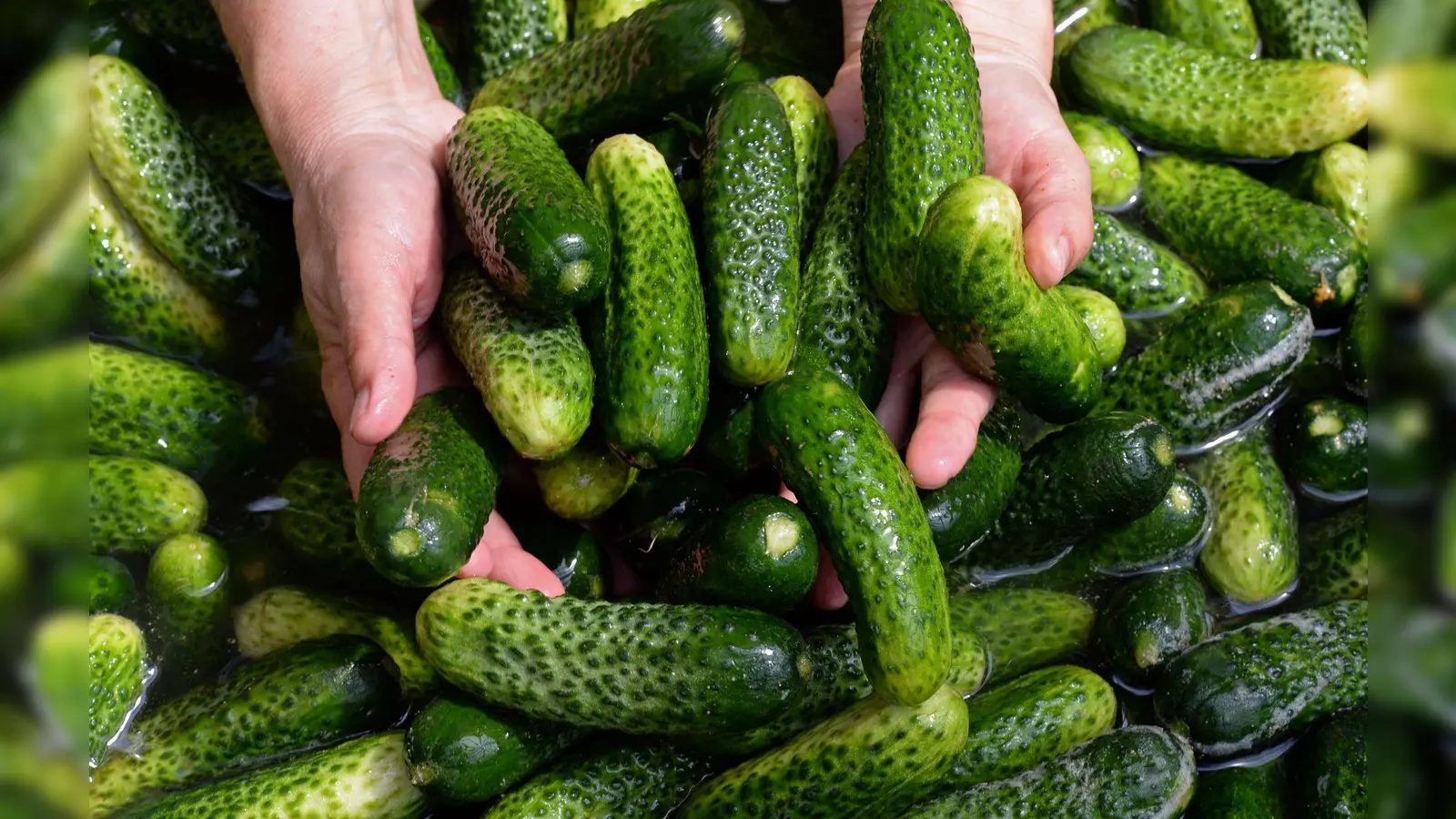 Gewürzgurken-Margaritas, Gewürzgurken-Pommes und sogar Gewürzgurken-Kuchen - wird das ein Foodtrend? (Symbolbild) (Bild: picture alliance / ZB)