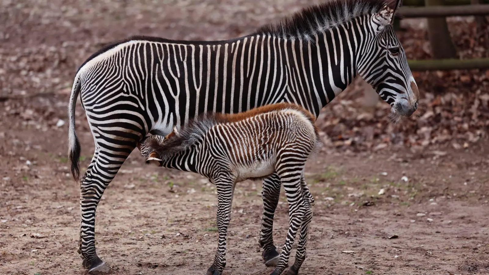 Nachwuchs bei den Grevyzebras (Equus grevyi) im Tiergarten Nürnberg. (Bild: Daniel Löb/dpa)