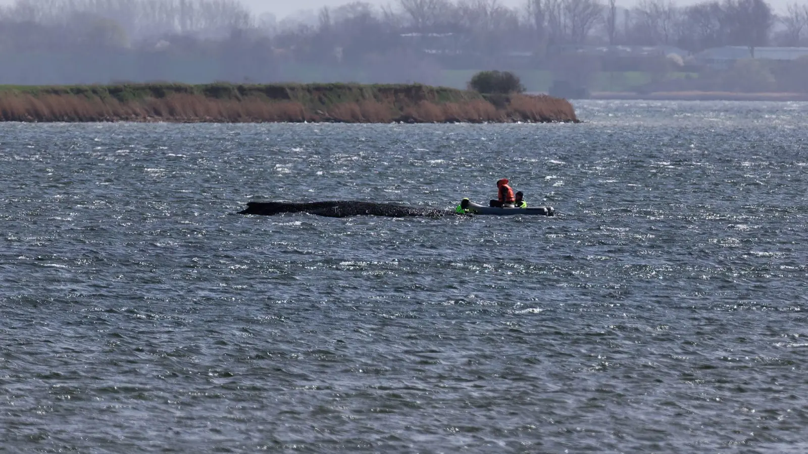 Auch in der Nacht beobachtete die Polizei den Buckelwal weiter. (Archivbild: Marcus Golejewski/dpa)