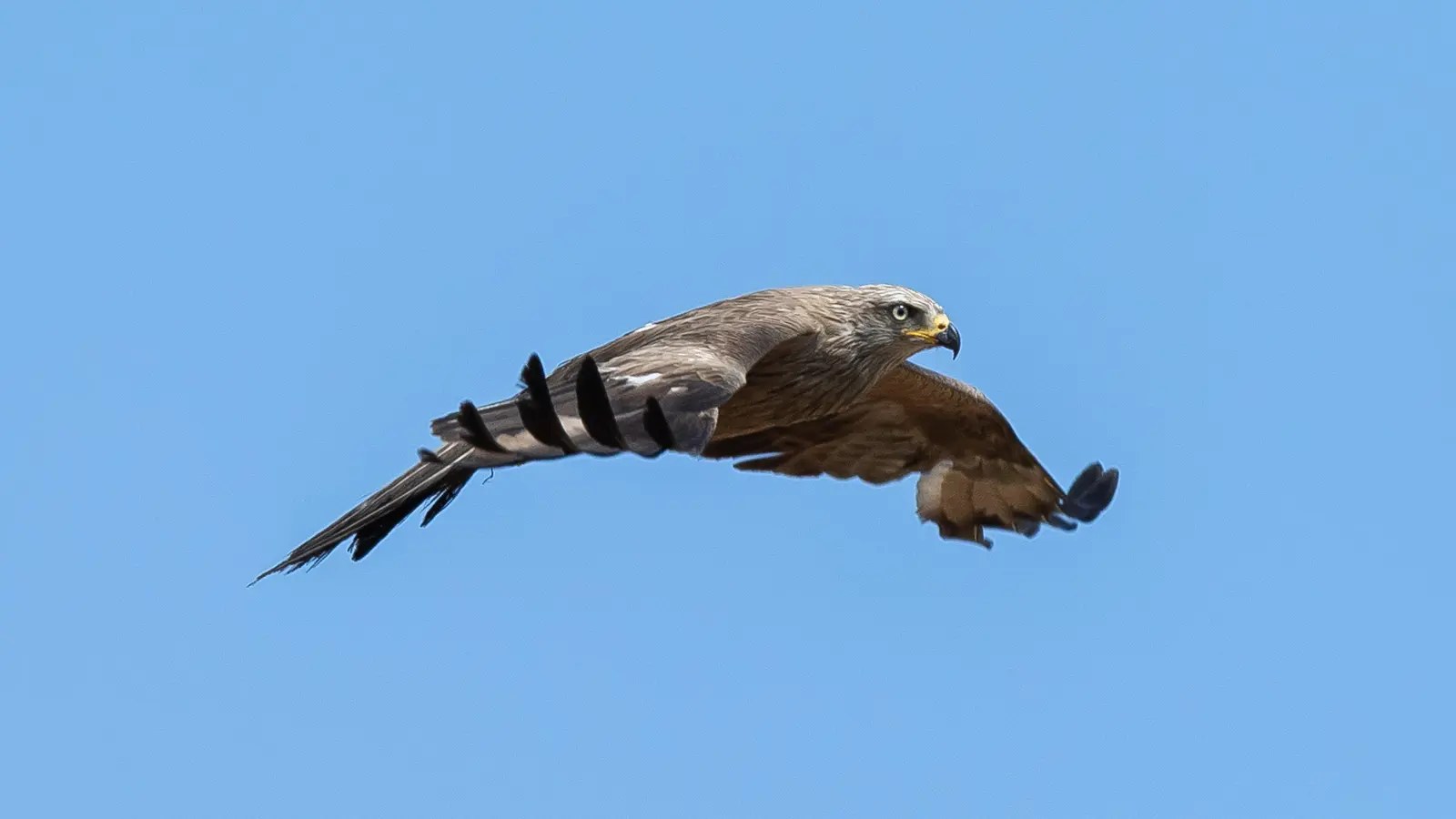 Ein verletzter Mäusebussard wurde auf der A 6 bei Vohenstrauß entdeckt und gerettet. Die Polizei und ein Tierarzt kümmerten sich um das Tier. (Symbolbild: Silas Stein)