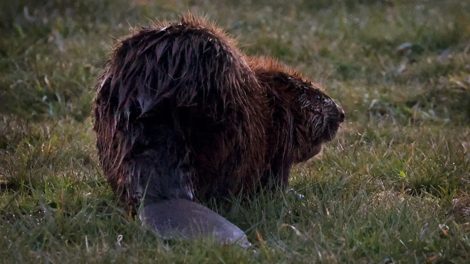 Der Unbekannte schlug vergangene Woche zu. (Symbolbild) (Bild: Karl-Josef Hildenbrand/dpa)