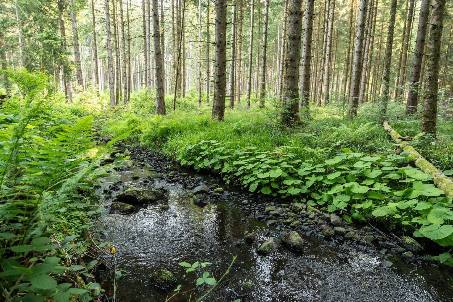 Mehrere hundert Liter Diesel sind in der Oberpfalz in einen Bachlauf geflossen. (Symbolbild: Silas Stein/dpa)