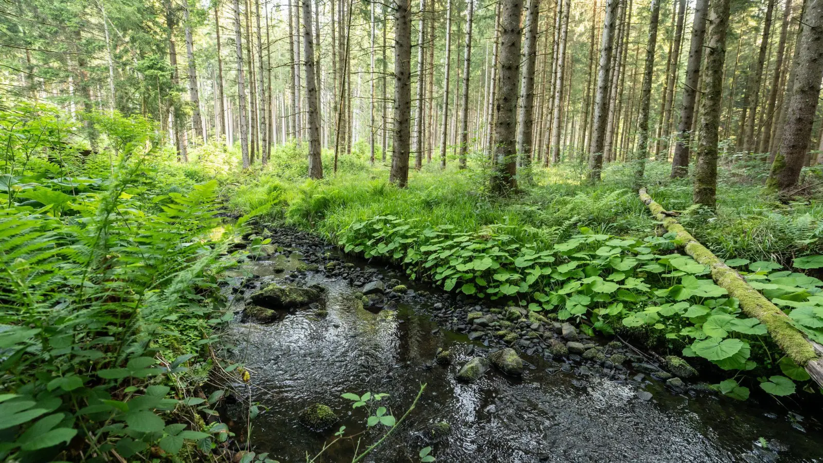 Mehrere hundert Liter Diesel sind in der Oberpfalz in einen Bachlauf geflossen. (Symbolbild: Silas Stein/dpa)
