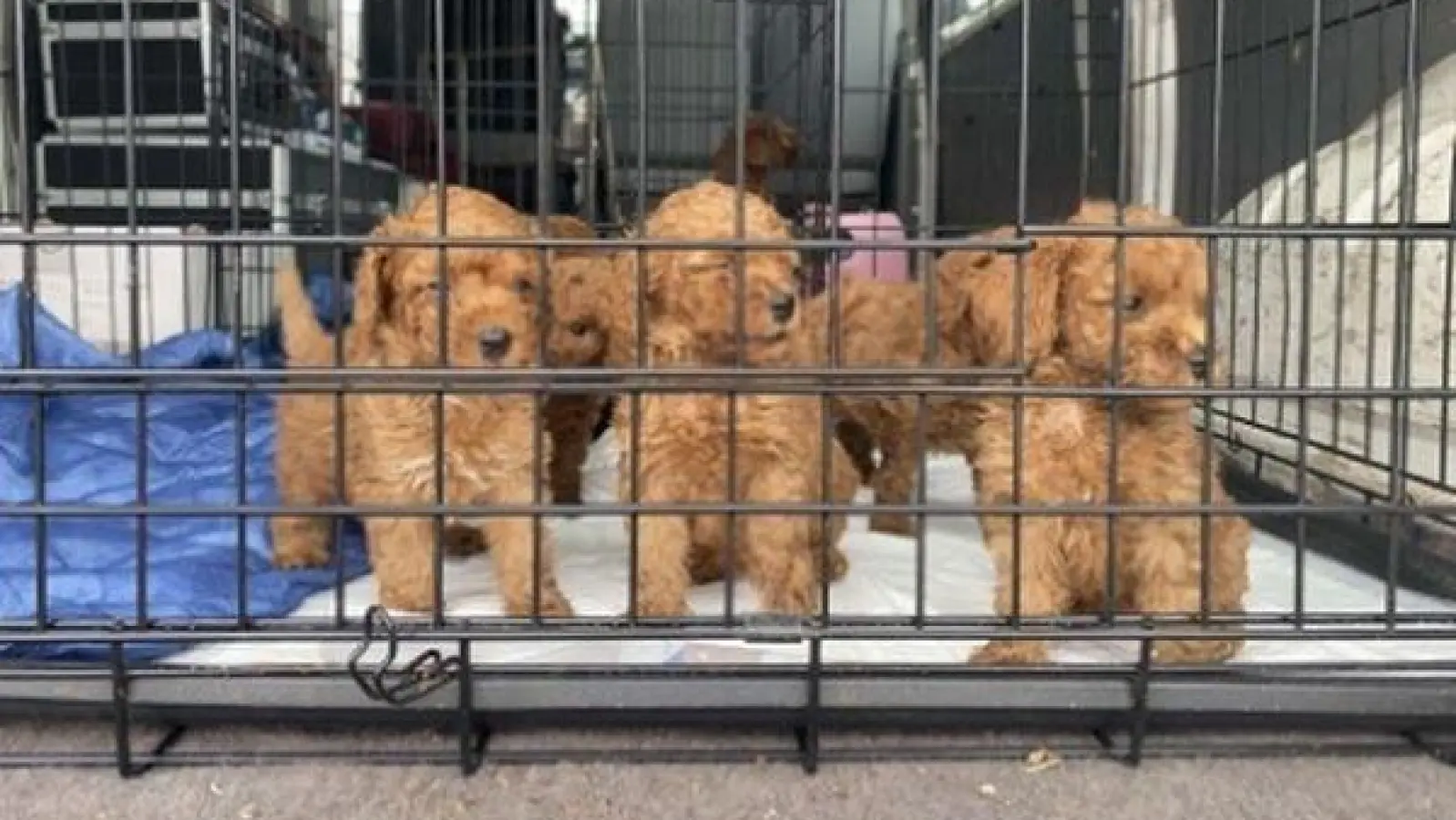 Fahnder der Grenzpolizeiinspektion Waidhaus fanden bei der Kontrolle eines Kleintransporters vier Gitterboxen mit jeweils drei Zwergpudelwelpen. (Symbolbild: Grenzpolizeiinspektion Waidhaus)