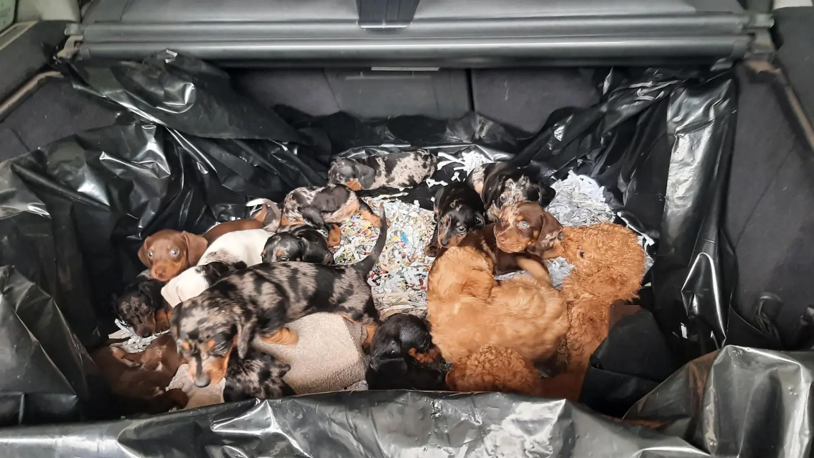 Ein Kofferraum voller Hundewelpen, gerade erst sechs Wochen alt: Dieser Anblick bot sich den Bundespolizisten bei der Fahrzeugkontrolle. (Bild: Bundespolizei )
