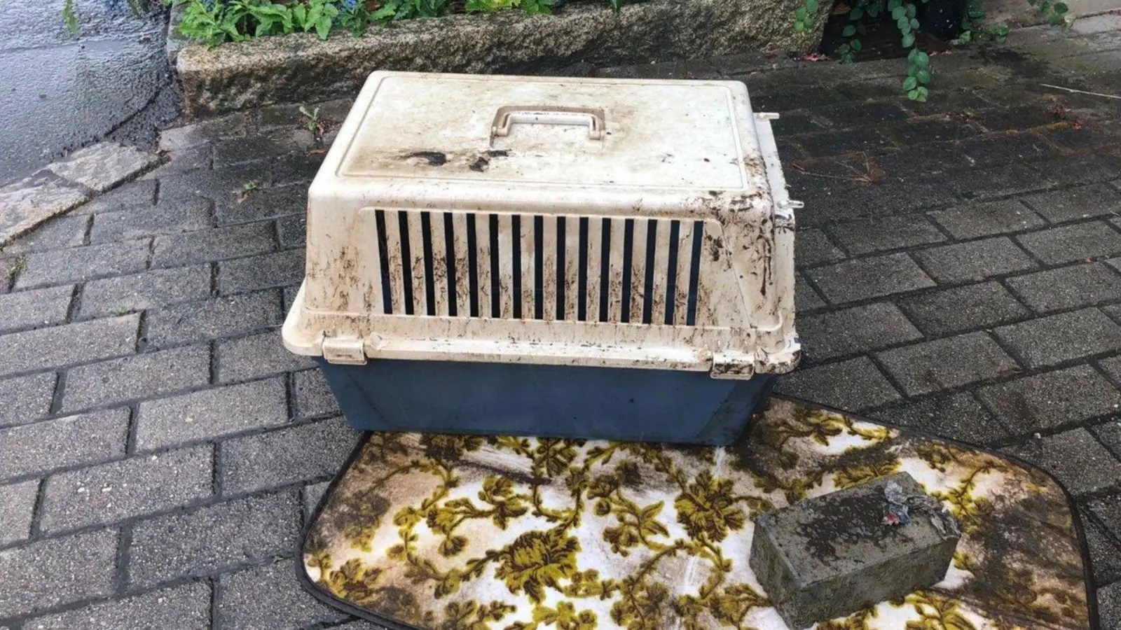 In dieser Transportbox, beschwert mit einem Stein, wurde im Juli die tote Katze im Stadtmühlbach aufgefunden. Zeugenaufrufe brachten keine Hinweise.  (Archivbild: Stadt Weiden)