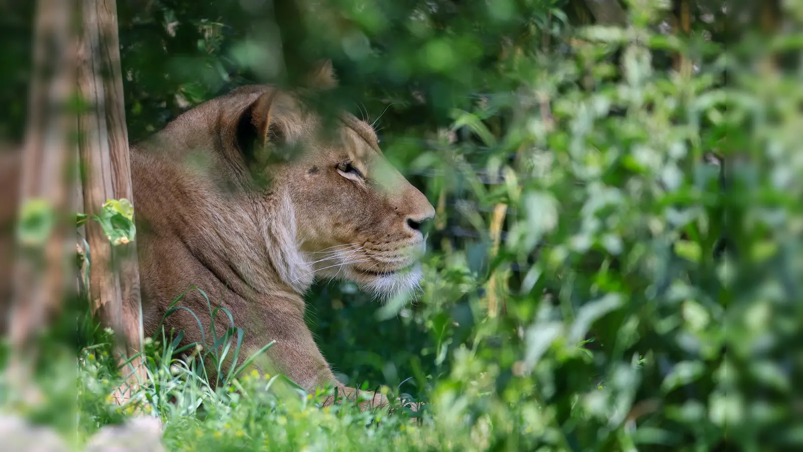 Ein gefährliches Wildtier ist in der Nacht zum Donnerstag in Brandenburg entlaufen und wird nun gesucht. Es könnte sich um eine Löwin handeln. (Symbolbild: Jan Woitas/dpa)