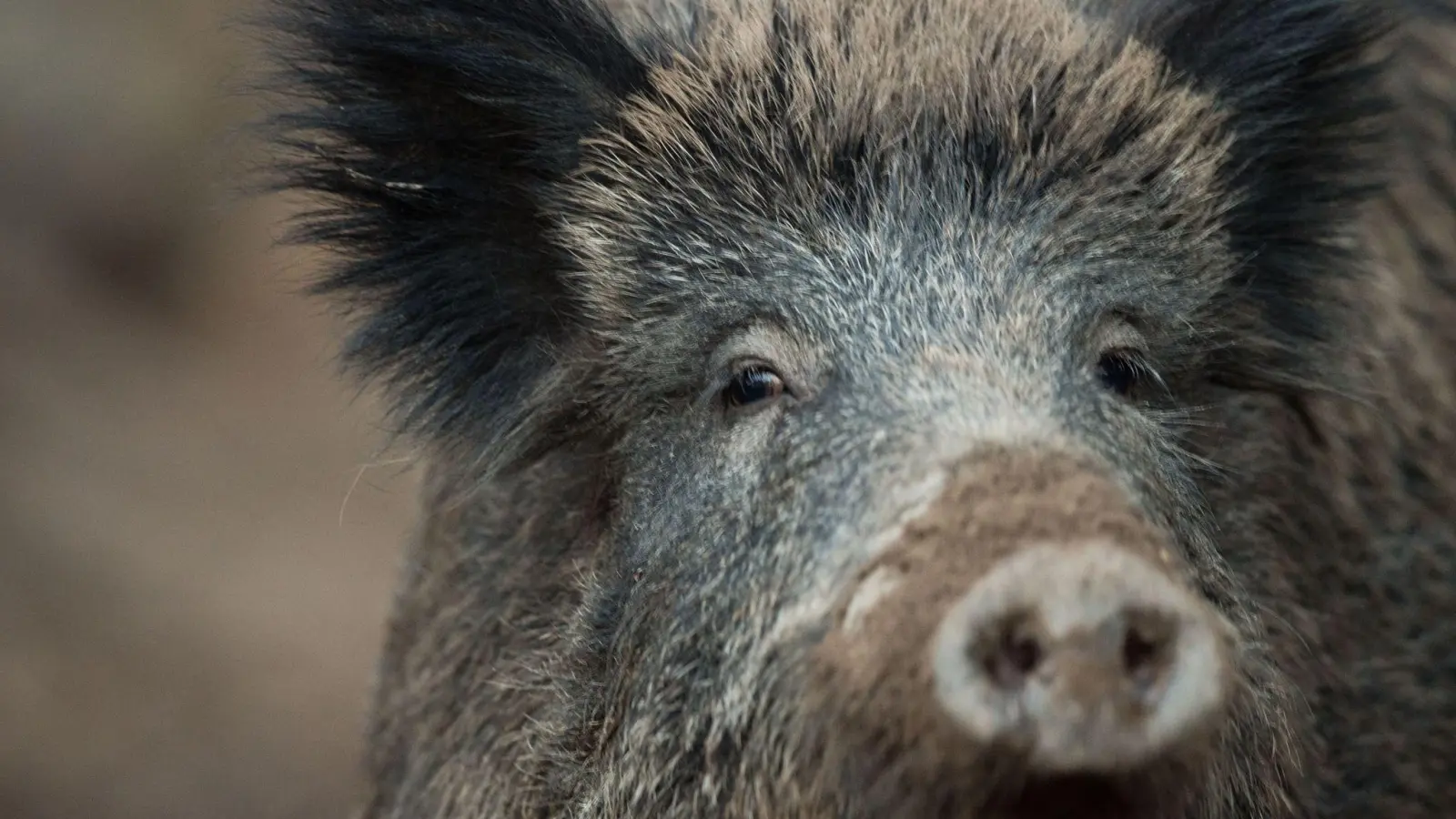 Ein Wildschwein steht in einem Wildschweingehege. (Symbolbild: Lino Mirgeler/dpa)