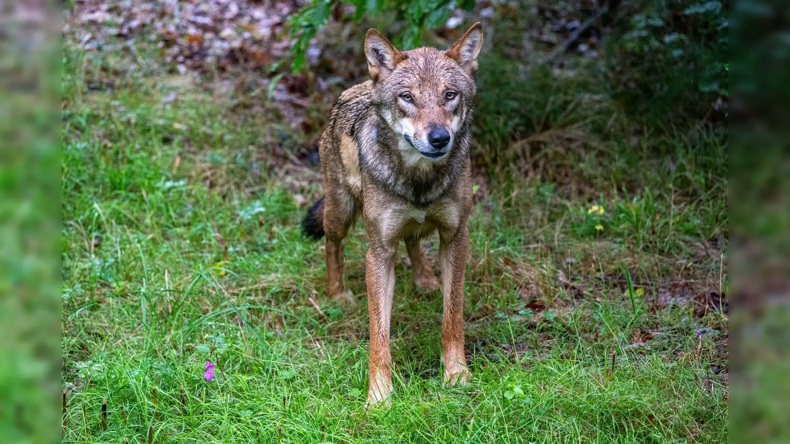 Bei Pfrentsch kam ein Tier durch einen Wildunfall ums Leben. Es könnte sich um einen Wolf handeln.  (Symbolbild: Armin Weigel/dpa)