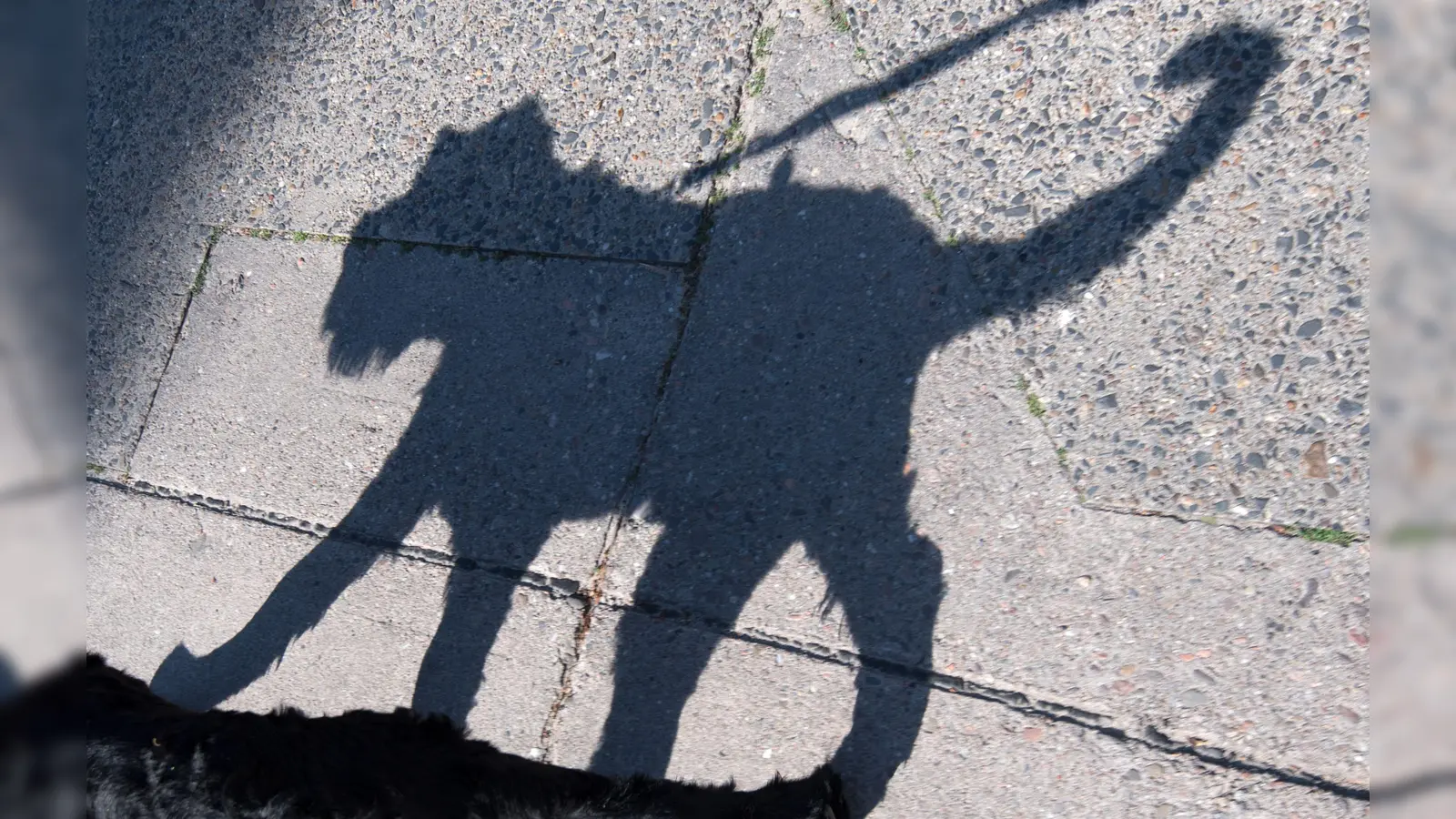 In Sulzbach-Rosenberg ist ein Mann über einen Hund gestolpert, der anders als dieses Exemplar nicht angeleint war und sich frei bewegte.  (Symbolbild: Ralf Hirschberger/dpa)