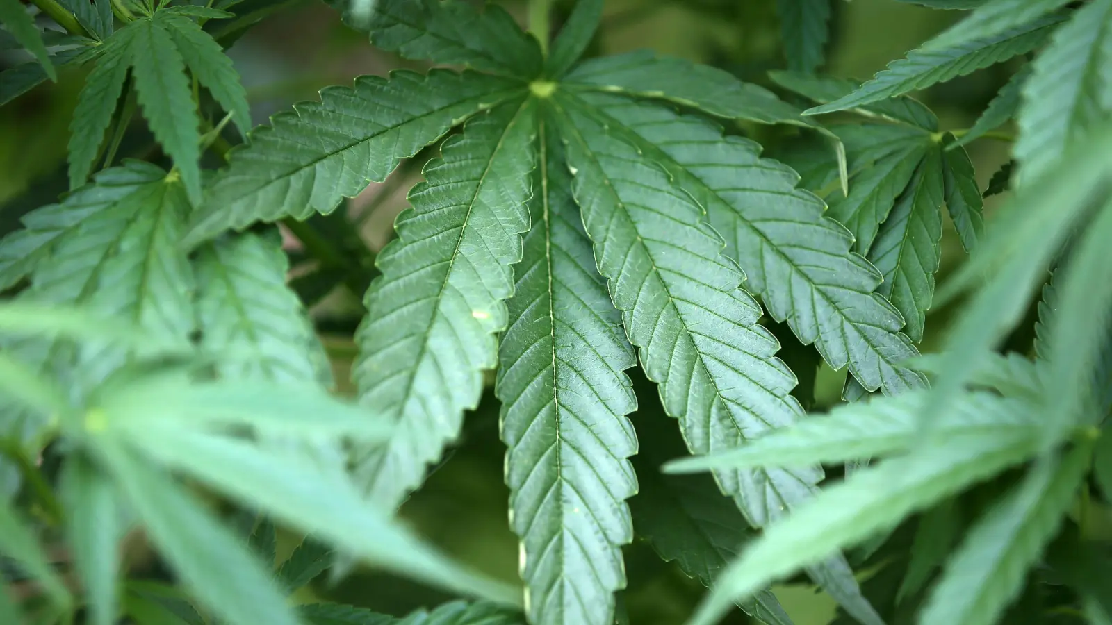Ein Mann soll in Hof Kekse mit Cannabis gestohlen und diese dann rabiat verteidigt haben. Die Polizei ermittelt.  (Symbolbild: Oliver Berg/dpa)
