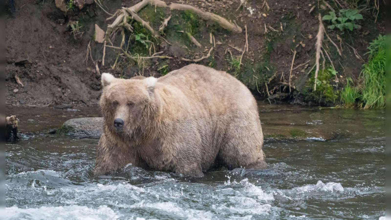 Kann Braunbärin Grazer in diesem Jahr ihren Titel verteidigen? (Archivbild) (Bild: F. Jimenez/National Park Service/AP/dpa)