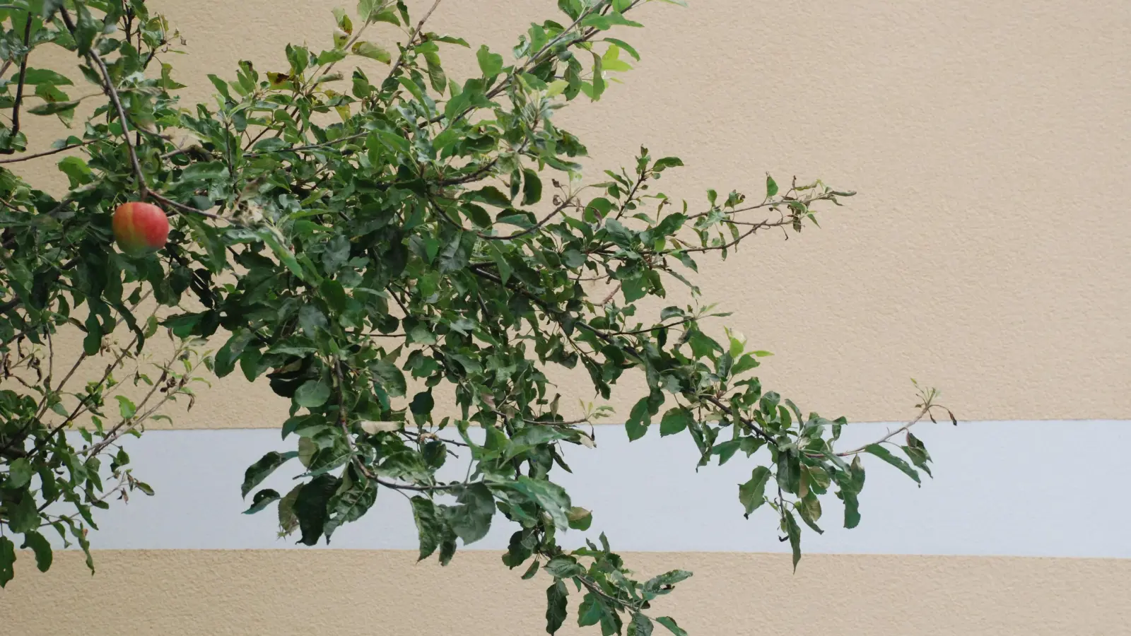 In Weiden wurde ein Apfelbaum aus einer Hofeinfahrt gestohlen.  (Symbolbild: cvl)
