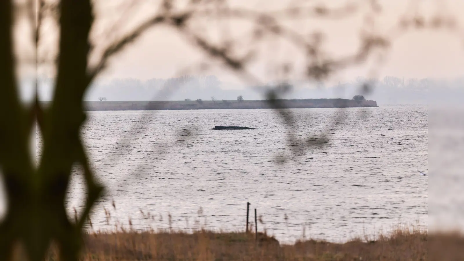 Die Wasserschutzpolizei kann keine Veränderung des Zustands des Wales beobachten (Archivbild). (Bild: Marcus Golejewski/dpa)