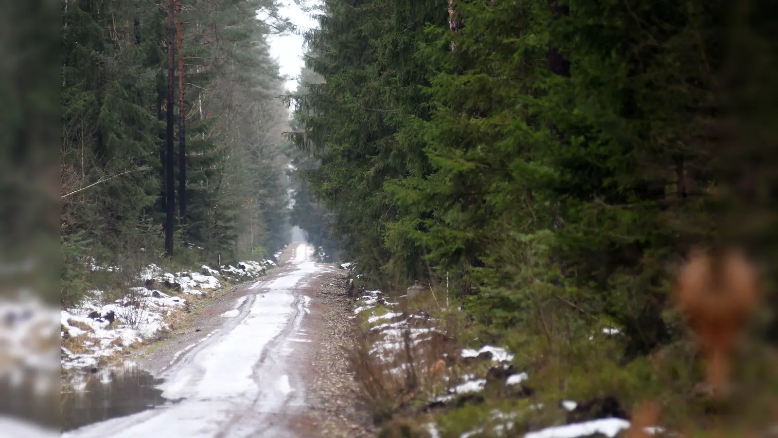 In einem Waldstück im Westen von Weiden suchen am Sonntagabend mehrere Einsatzkräfte nach einem verschwundenen Jäger.  (Symbolbild: Gabi Schönberger)