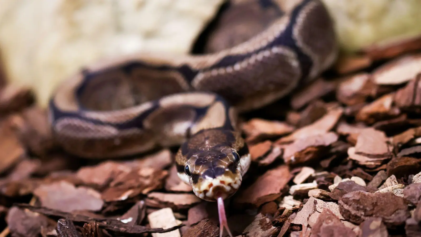 Pythons würgen ihre Opfer, können aber auch zubeißen. (Symbolbild) (Bild: Christian Charisius/dpa)