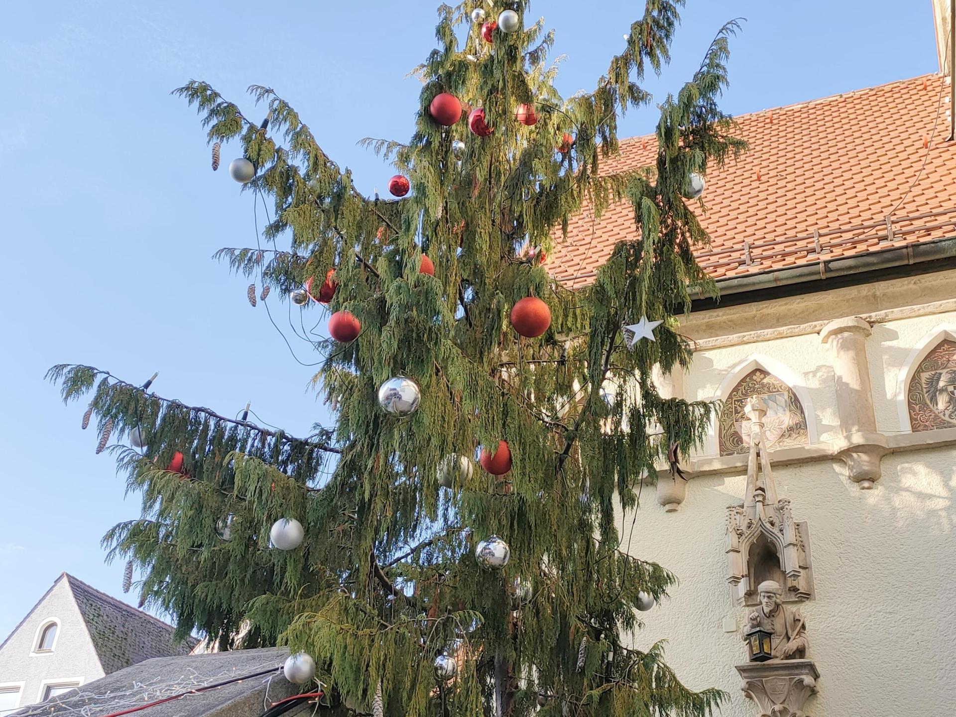 Die Hängezypresse vor dem Alten Rathaus in Weiden (Bild: ald)