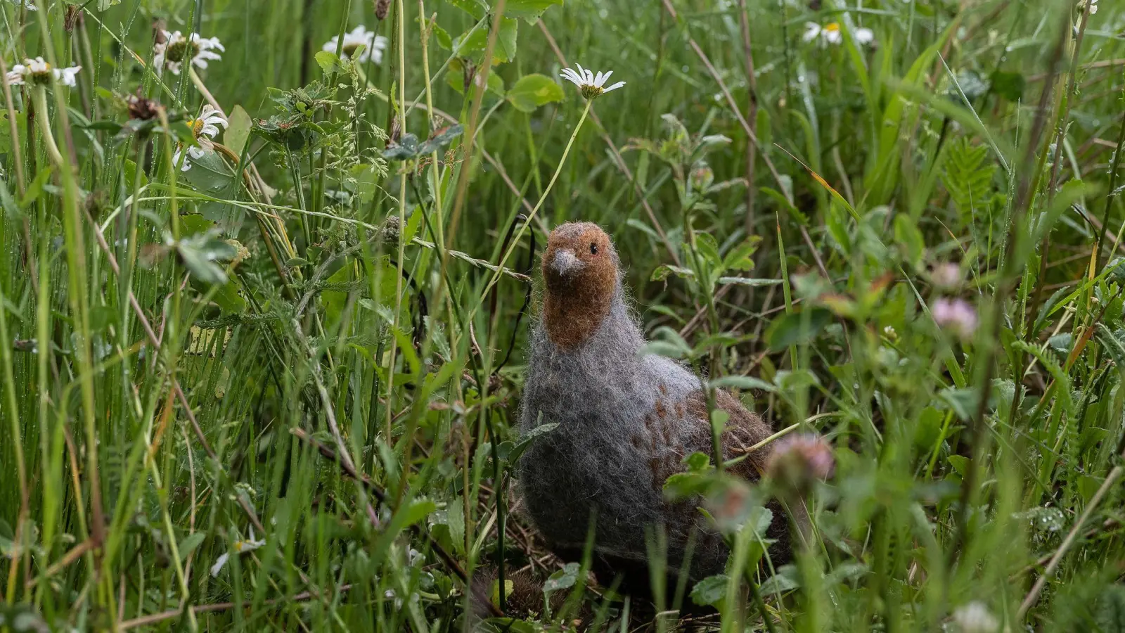 Das in seinem Bestand gefährdete Rebhuhn ist zum Vogel des Jahres gewählt worden. (Archivbild) (Bild: Swen Pförtner/dpa)