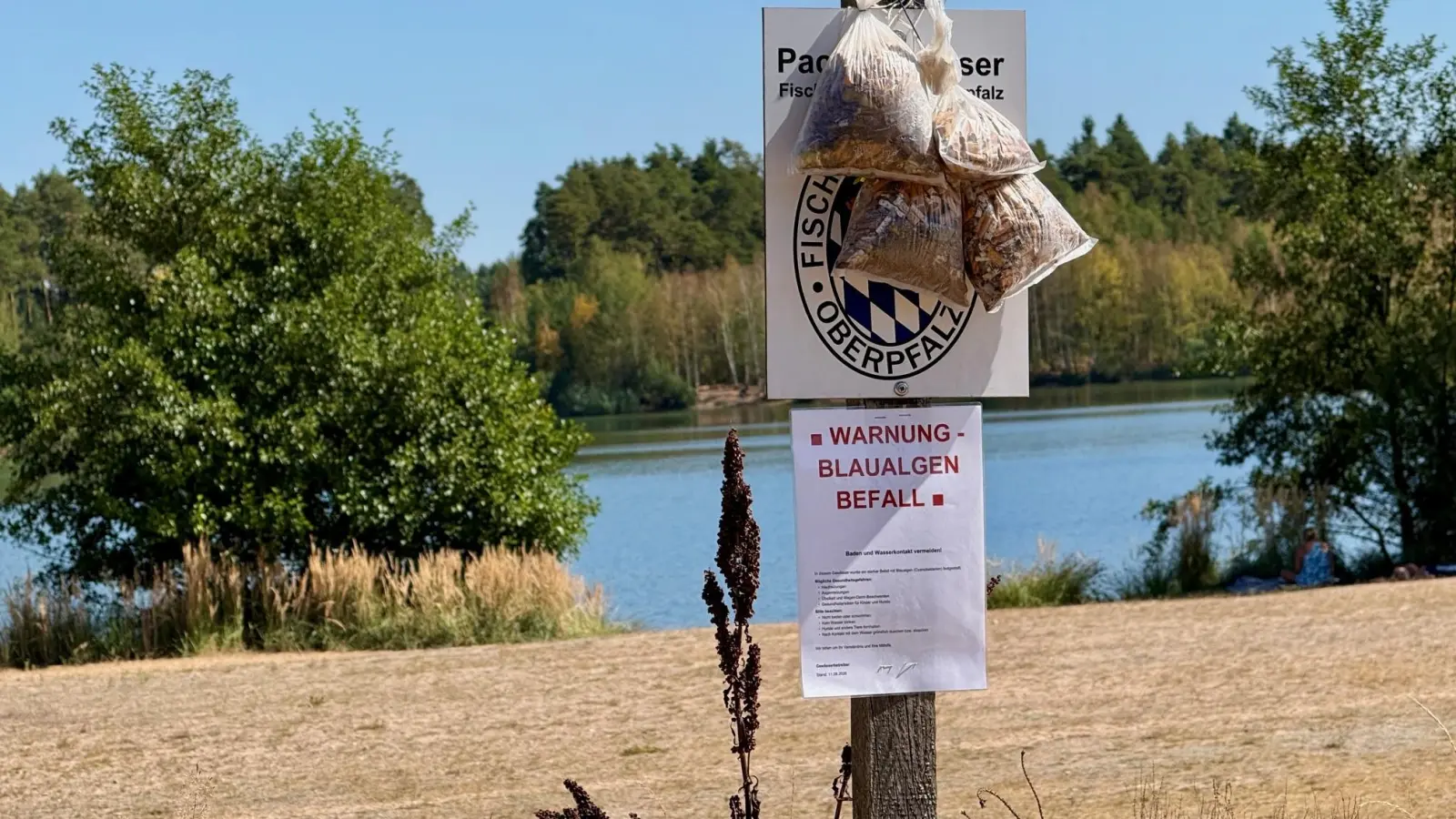 Giftige Blaualgen gefährden das Badevergnügen im Dießfurter Freizeitsee für Mensch und Tier. (Bild: Gabi Schönberger)
