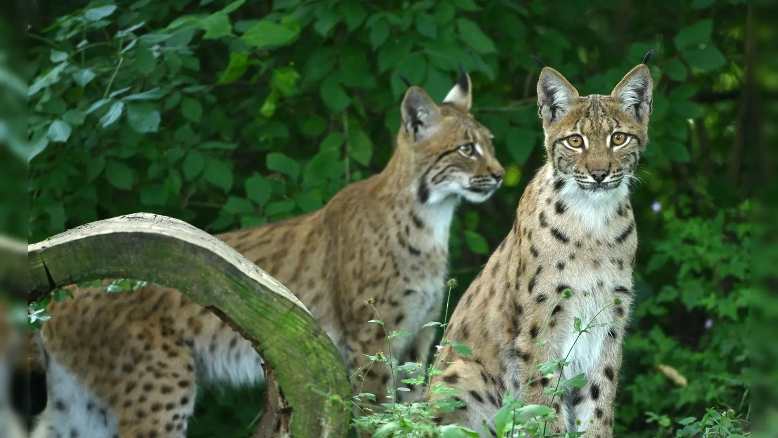 Im Thüringer Wald sind für ein Artenschutzprojekt erneut Luchse ausgewildert worden. Zwei im Mai dort in die Wildnis entlassene Pinselohren haben sich laut Umweltministerium gut in der neuen Umgebung eingelebt. (Archivbild) (Bild: Martin Schutt/dpa)