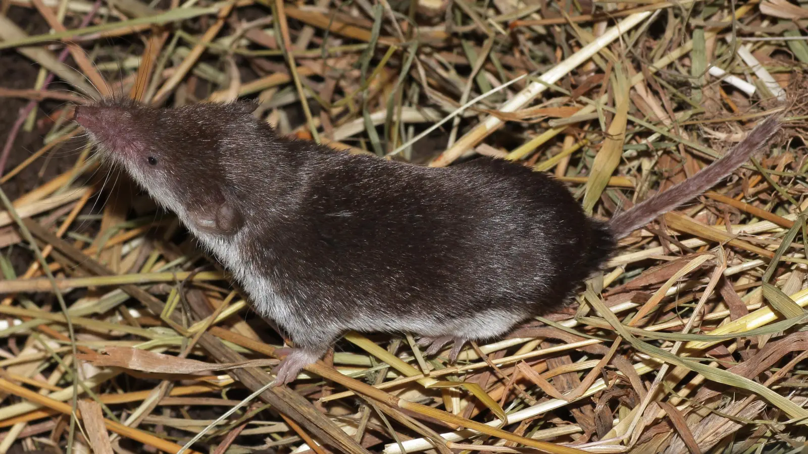 Der Kontakt mit einer Feldspitzmaus oder deren Ausscheidungen wie Kot, Urin oder Speichel kann bei Menschen zur Bornavirus-Infektion führen. (Bild: FLI / Dr. Henning Vierhaus)
