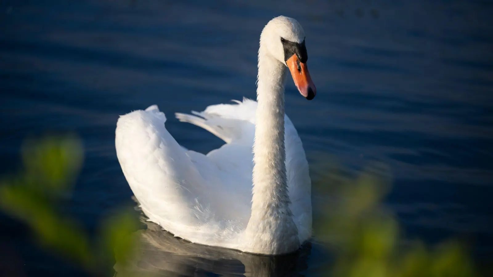 An einem bei Schönhaid (Marktgemeinde Wiesau) tot aufgefundenen Schwan ist das Vogelgrippevirus nachgewiesen worden. Bei diesem Foto handelt es sich um ein Symbolbild (Symbolbild: Philip Dulian/dpa)